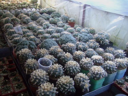 Коллекция Карела Риса  (Чехия, Ноузов)