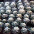 DSCF7161.jpg