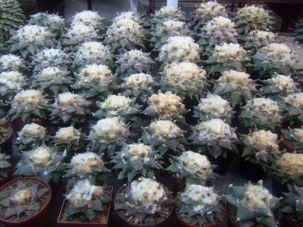 Коллекция Карела Риса  (Чехия, Ноузов)