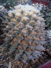 Коллекция Карела Риса (Чехия, Ноузов)