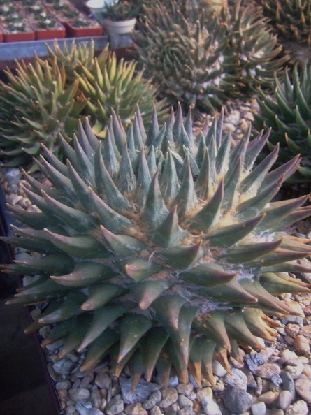 DSCF7168.jpg