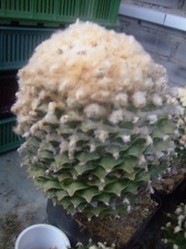 Коллекция Карела Риса  (Чехия, Ноузов)