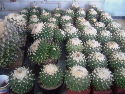 Коллекция Карела Риса  (Чехия, Ноузов)