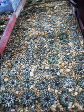 Коллекция Карела Риса  (Чехия, Ноузов)