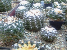 Коллекция Карела Риса  (Чехия, Ноузов)