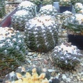 DSCF7186.jpg