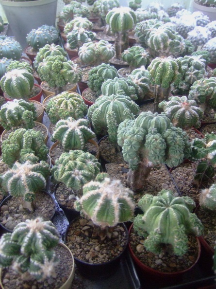 DSCF7190.jpg