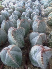 Коллекция Карела Риса  (Чехия, Ноузов)