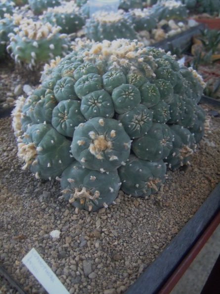DSCF7193.jpg