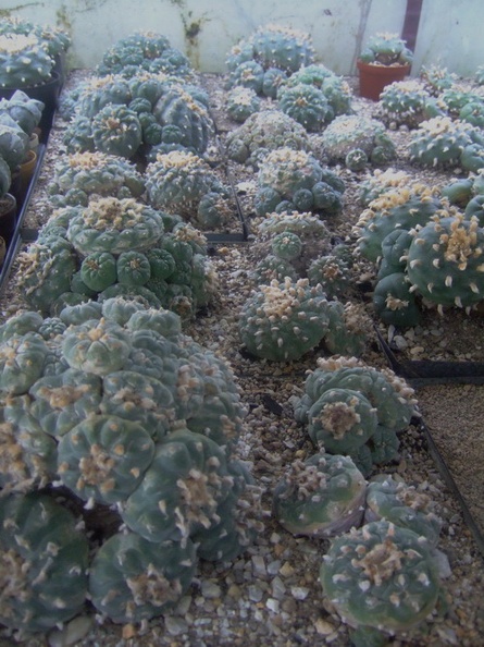 DSCF7194.jpg