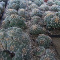 DSCF7194.jpg