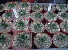 Коллекция Карела Риса  (Чехия, Ноузов)