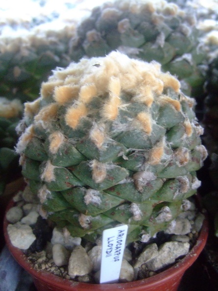 DSCF7199.jpg