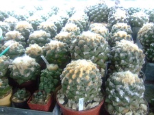 Коллекция Карела Риса  (Чехия, Ноузов)