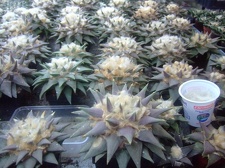 Коллекция Карела Риса  (Чехия, Ноузов)