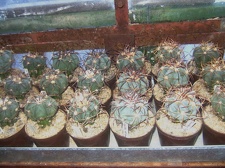 Коллекция Карела Риса  (Чехия, Ноузов)