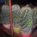 DSCF7211.jpg