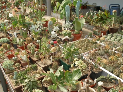 Коллекция Татьяны Кецко (Гнедин, Киевская обл.)