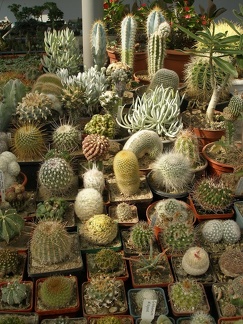 Коллекция Татьяны Кецко (Гнедин, Киевская обл.)