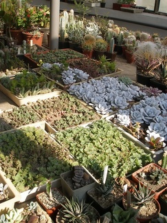 Коллекция Татьяны Кецко (Гнедин, Киевская обл.)