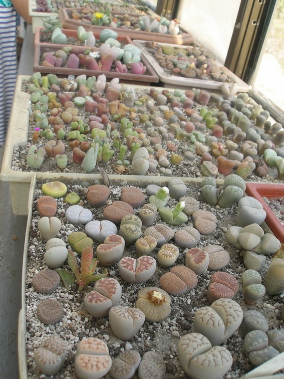 Коллекция Татьяны Кецко (Гнедин, Киевская обл.)