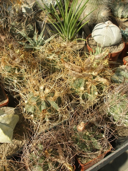 P1010034_01.jpg