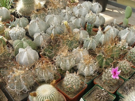 Коллекция Татьяны Кецко (Гнедин, Киевская обл.)