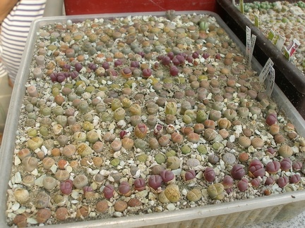 Коллекция Татьяны Кецко (Гнедин, Киевская обл.)