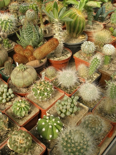 P1010042_01.jpg