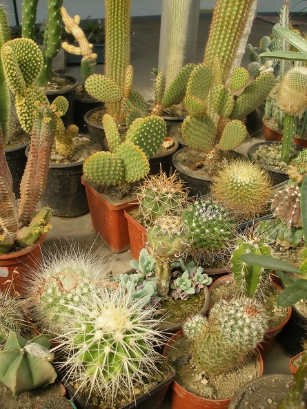 P1010043_01.jpg