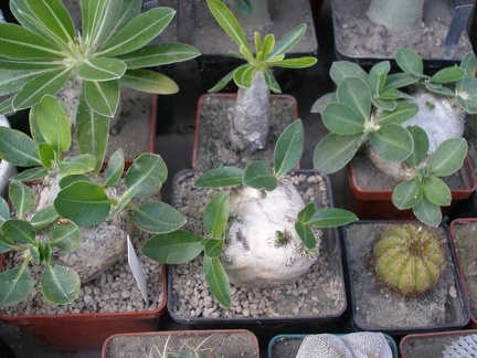 Коллекция Татьяны Кецко (Гнедин, Киевская обл.)