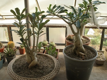 Коллекция Татьяны Кецко (Гнедин, Киевская обл.)