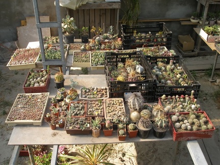 Коллекция Татьяны Кецко (Гнедин, Киевская обл.)