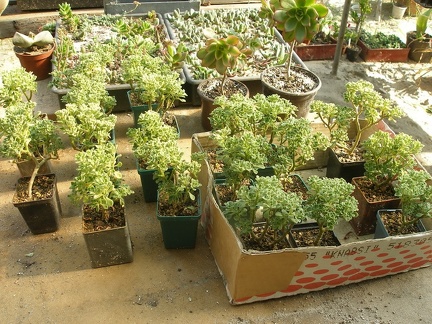 Коллекция Татьяны Кецко (Гнедин, Киевская обл.)