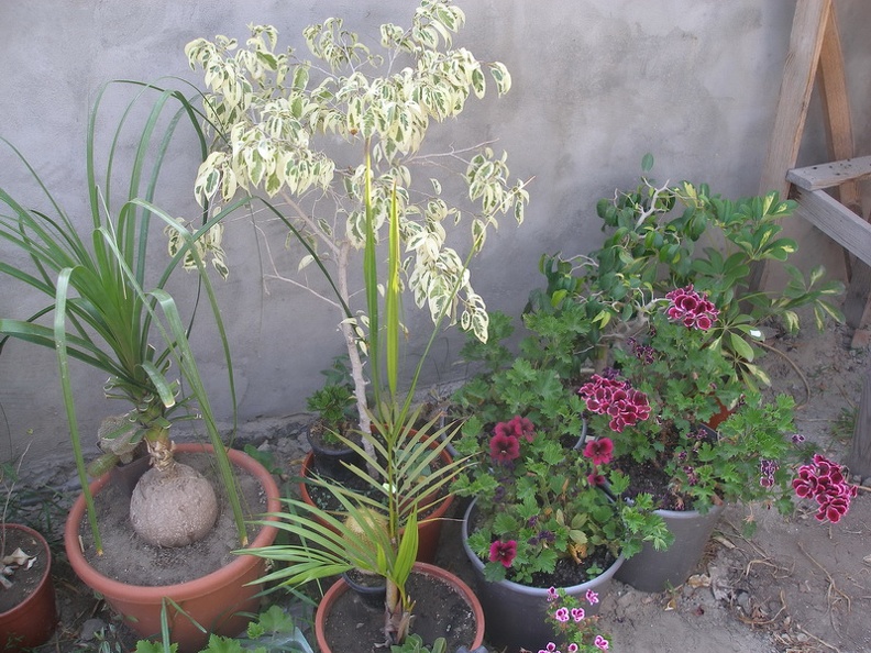 P1010106_01.jpg
