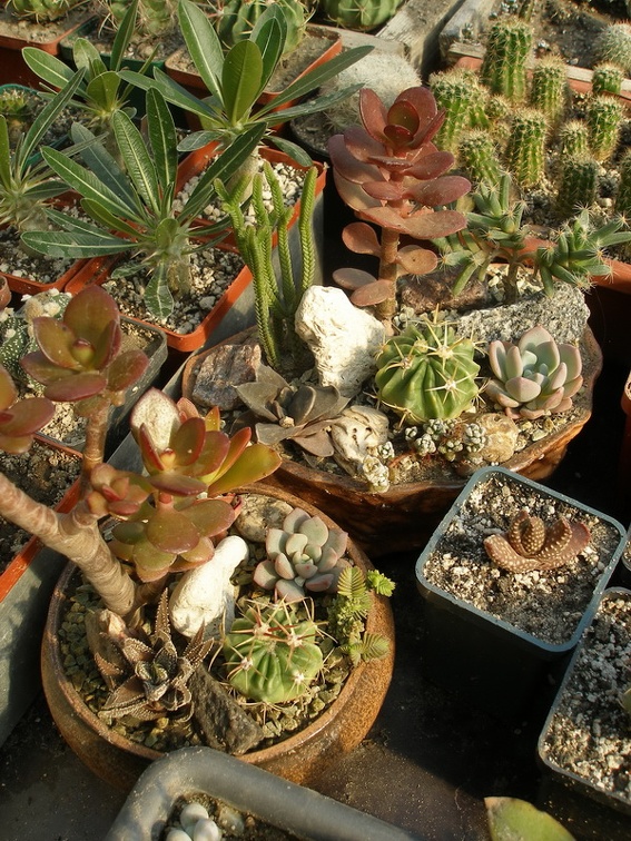 Коллекция Татьяны Кецко (Гнедин, Киевская обл.)