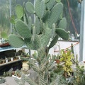 DSC00450.jpg