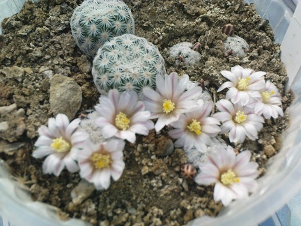 Коллекция Павла Климанова  (Феодосия)