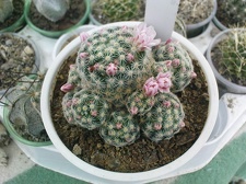 Коллекция Павла Климанова  (Феодосия)