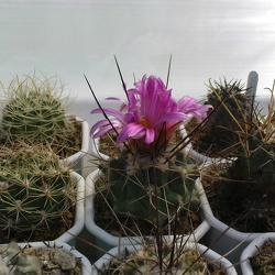 Фото коллекции Павла Климанова (г. Феодосия)