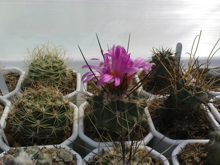 Коллекция Павла Климанова  (Феодосия)