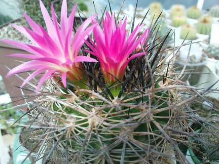 Коллекция Павла Климанова  (Феодосия)