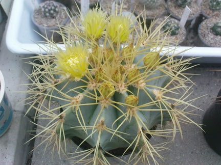 Коллекция Павла Климанова  (Феодосия)