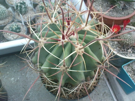 Коллекция Павла Климанова  (Феодосия)