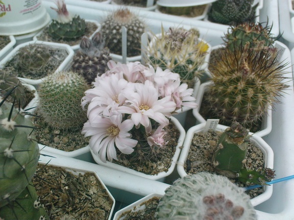 Коллекция Павла Климанова  (Феодосия)