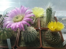 Коллекция Павла Климанова  (Феодосия)