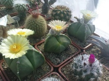 Коллекция Павла Климанова  (Феодосия)