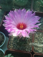 Коллекция Павла Климанова  (Феодосия)