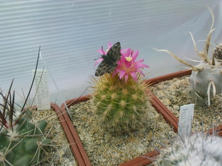 Коллекция Павла Климанова  (Феодосия)