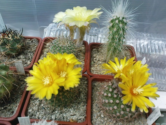 Коллекция Павла Климанова  (Феодосия)